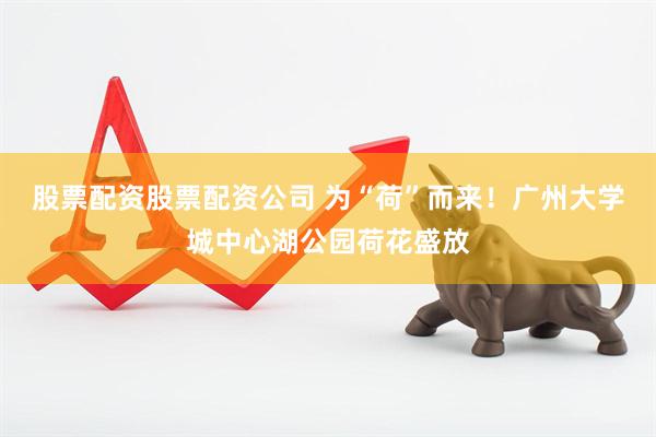 股票配资股票配资公司 为“荷”而来！广州大学城中心湖公园荷花盛放